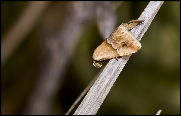 falena da identificare